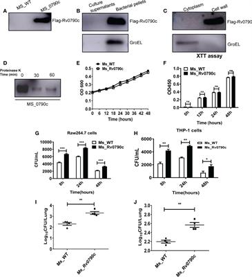 Frontiers Mycobacterium Tuberculosis Rv0790c Inhibits The Cellular